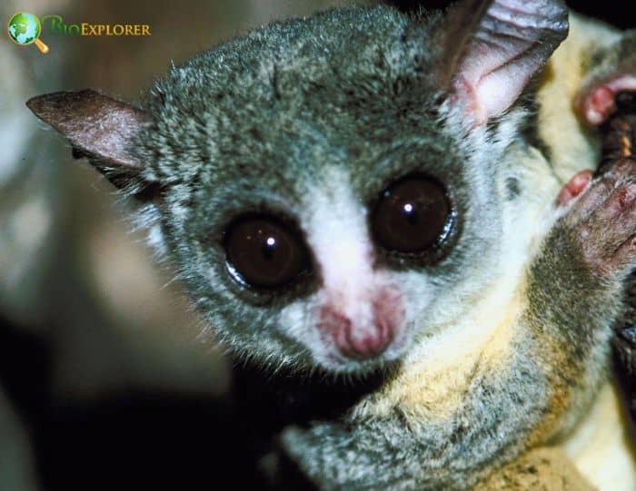 Allen's Galago