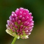 Allium Flower