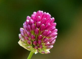 Allium Flower