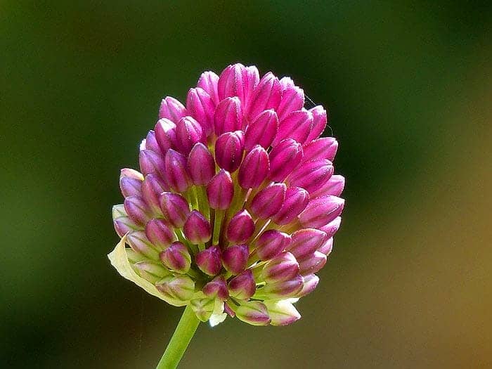 Allium Flower