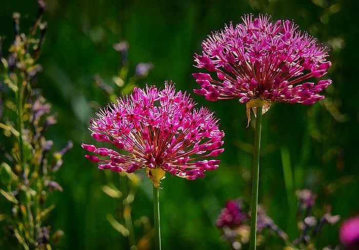 Allium flowers