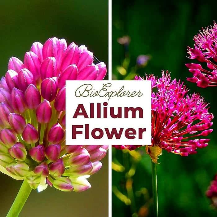 Allium