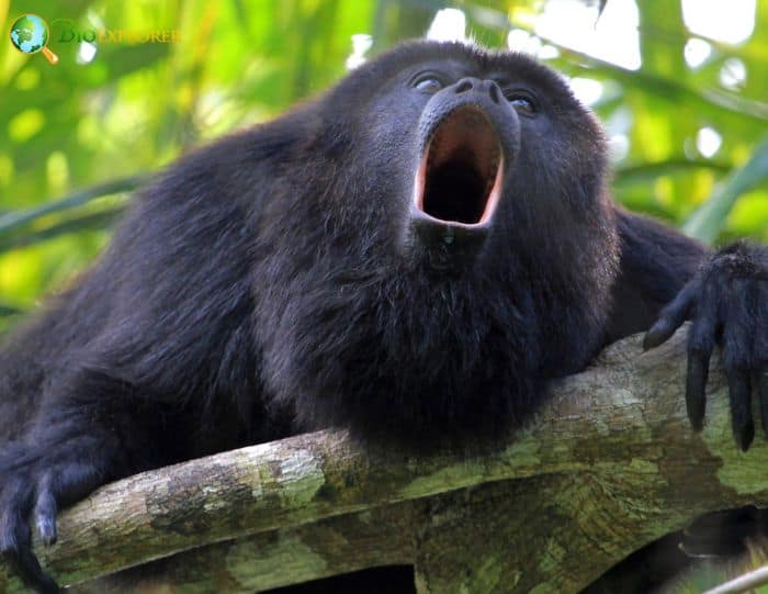 Alouatta Nigerrima