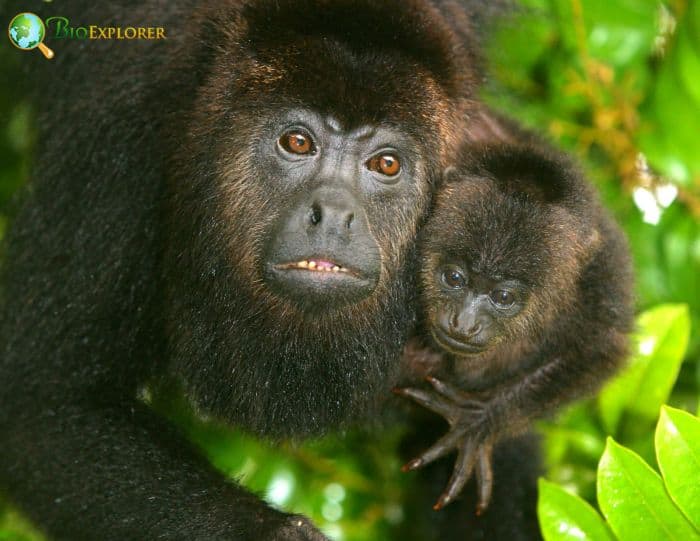 Alouatta Pigra