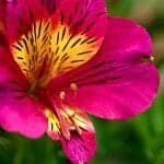 Alstroemeria