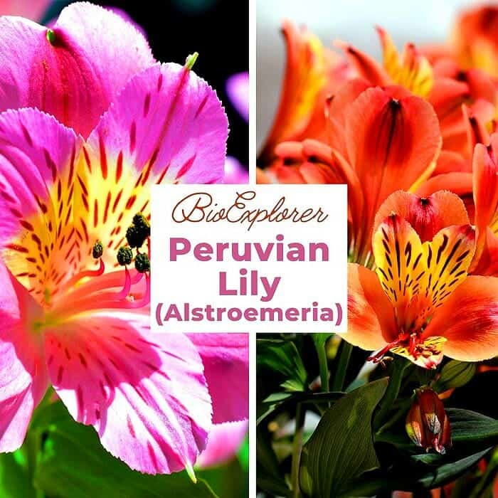 Alstroemeria Flower