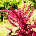 Amaranthus hypochondriacus