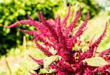 Amaranthus hypochondriacus