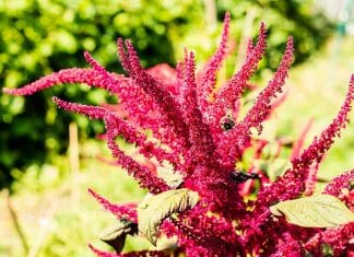 Amaranthus hypochondriacus