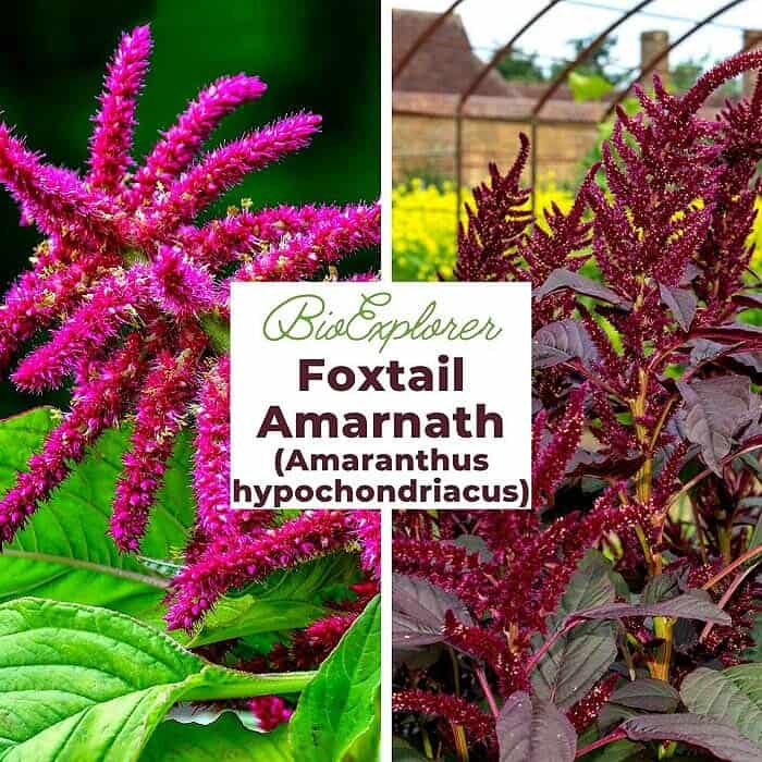 Amaranthus hypochondriacus Flower