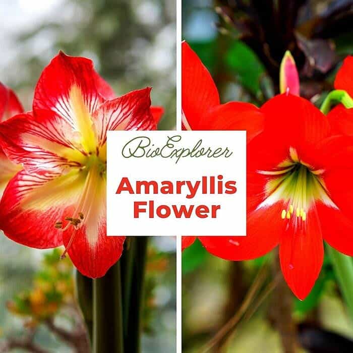 Amaryllis