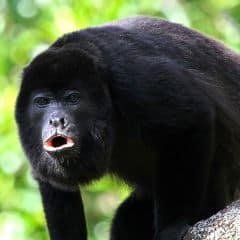 Amazon Black Howler