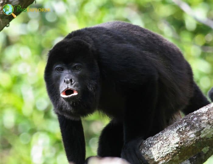 Amazon Black Howler