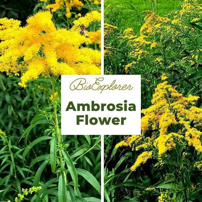 Ambrosia Flower