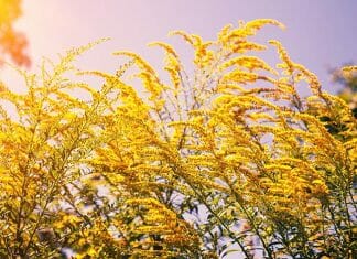 Ambrosia Flowers