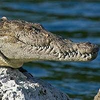 American Crocodile