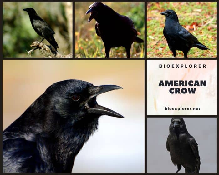 American Crow