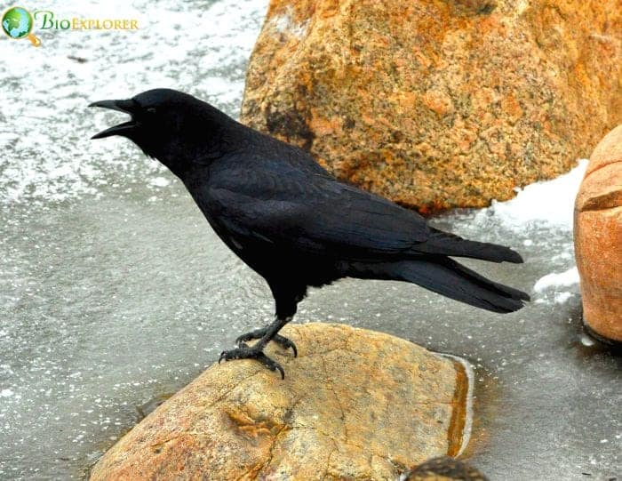 American Crow