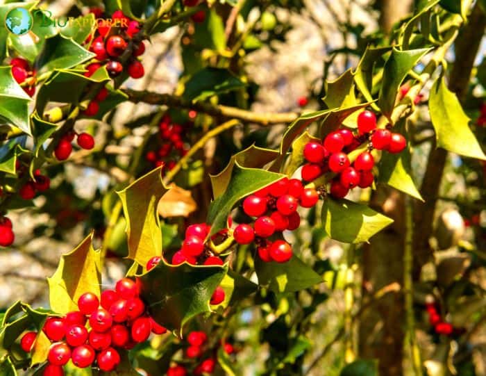 American Holly