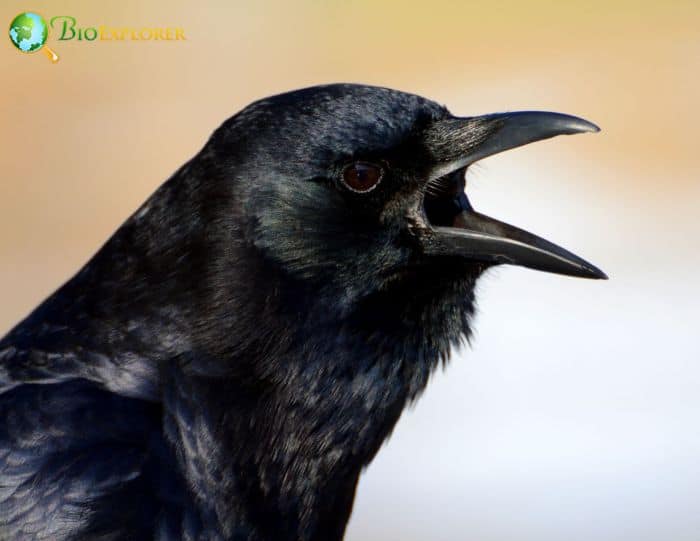 American Crow