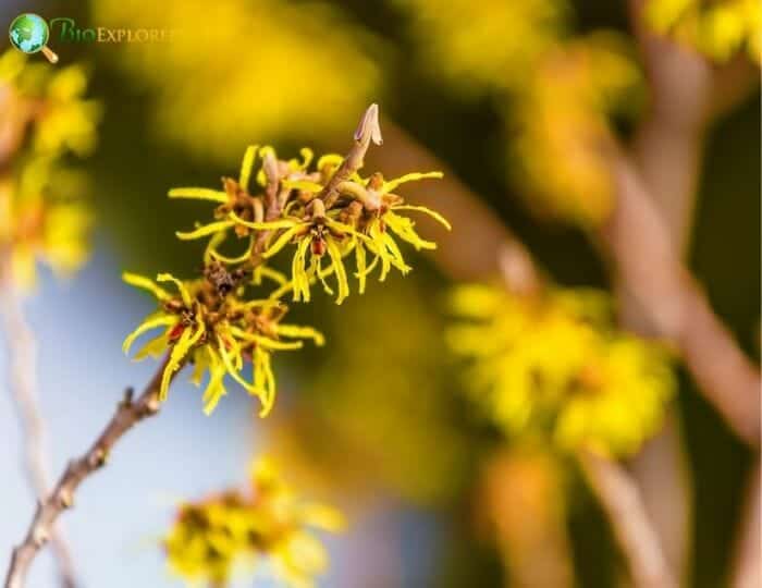 American Witch Hazel Tree