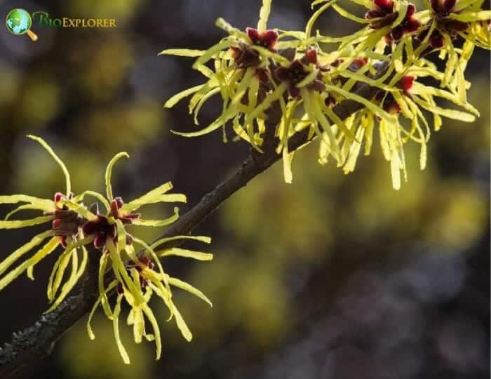 American Witch Hazel