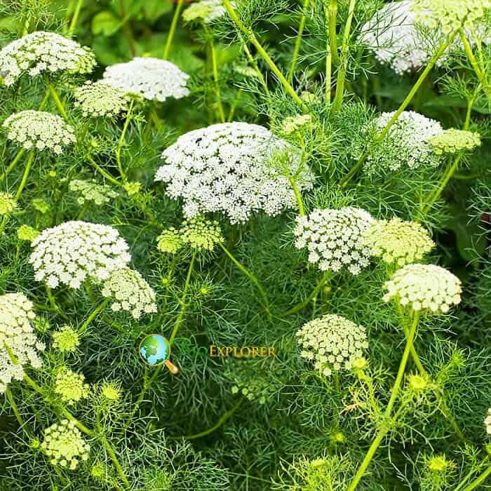 Ammi majus Flower