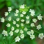 Ammi majus flowers