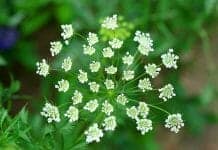 Ammi majus flowers