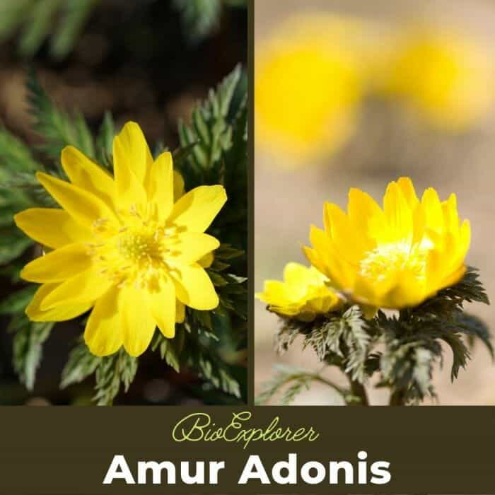 Amur Adonis