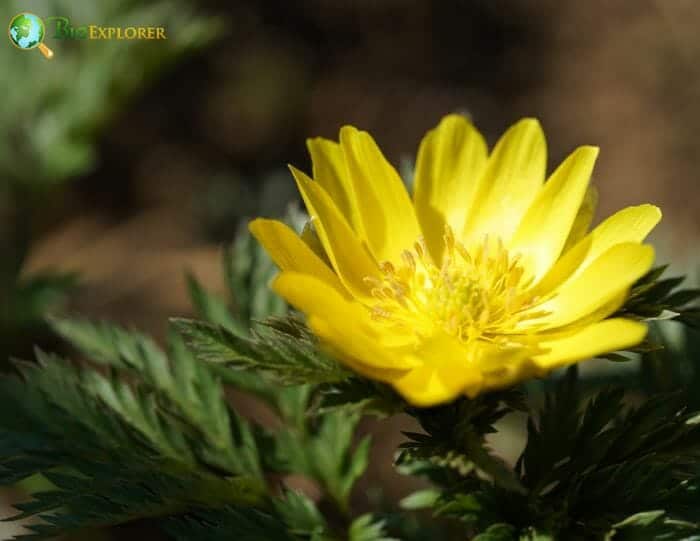 Amur Adonis Flower