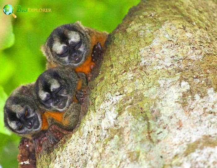 Andean Night Monkey (Aotus miconax)