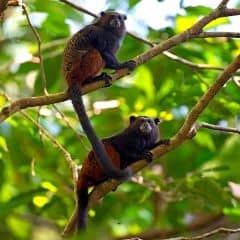 Andean Saddle-back Tamarin