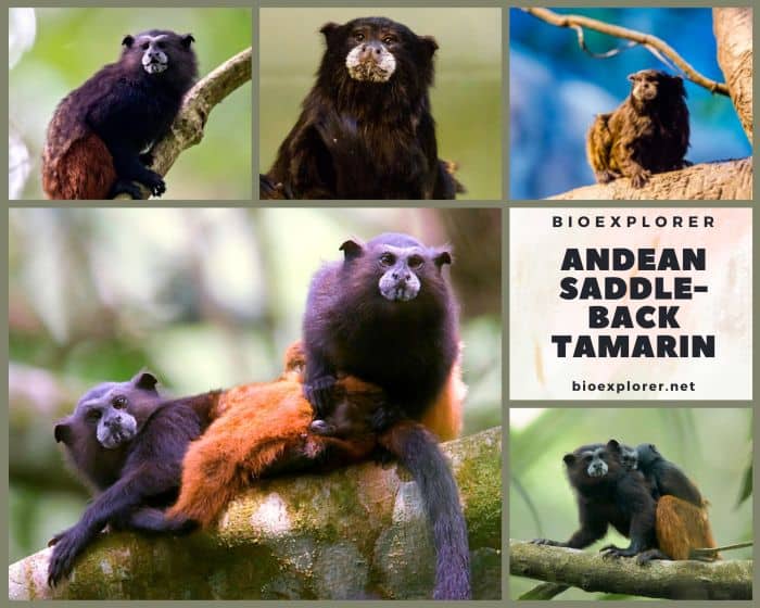 Andean Saddle Back Tamarin