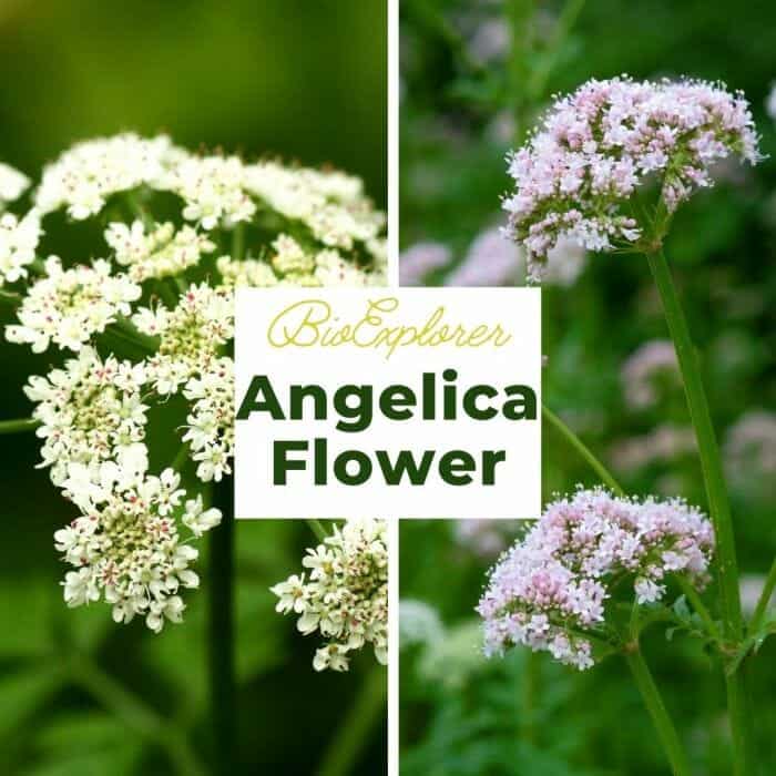 Angelica