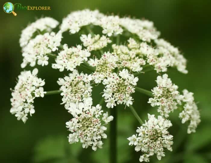 Angelica Flowers