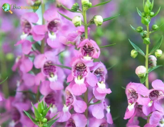 Angelonia Flowers