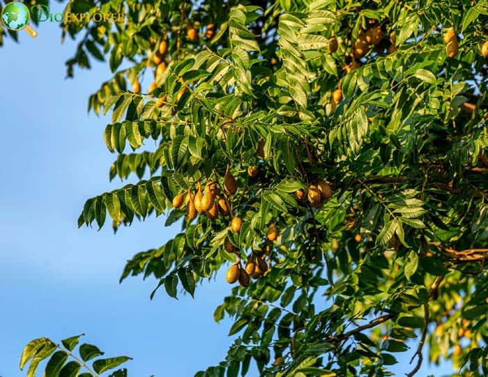 Angiosperm Trees