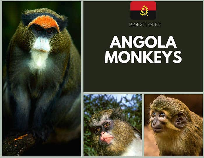 Angola Monkeys