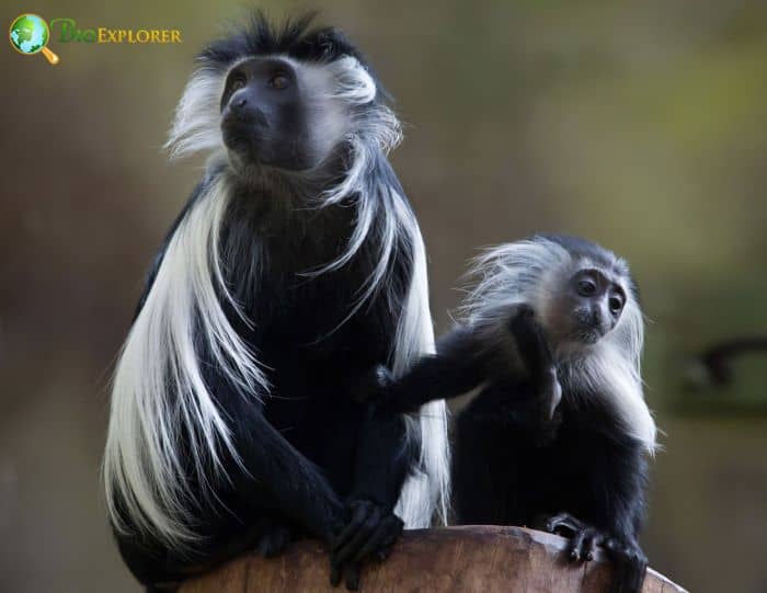 Angolan Colobus