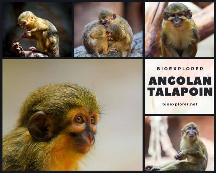 Angolan Talapoin