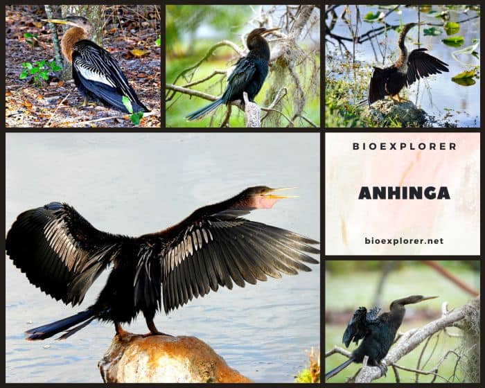 Anhinga