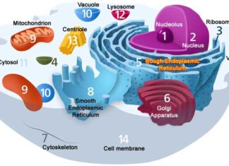 Cellular Organization