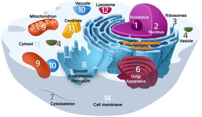 Cellular Organization