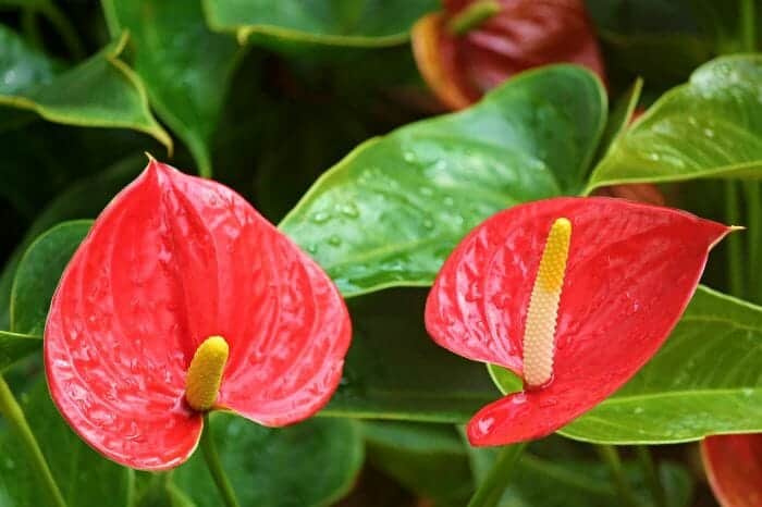 Anthurium Andraeanum