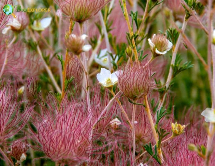 Apache Plume Flowers