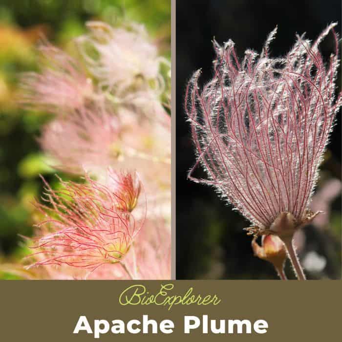 Apache Plume