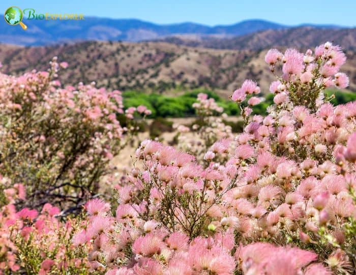 Apache Plume Desert Plant