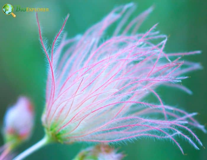 Apache Plume F