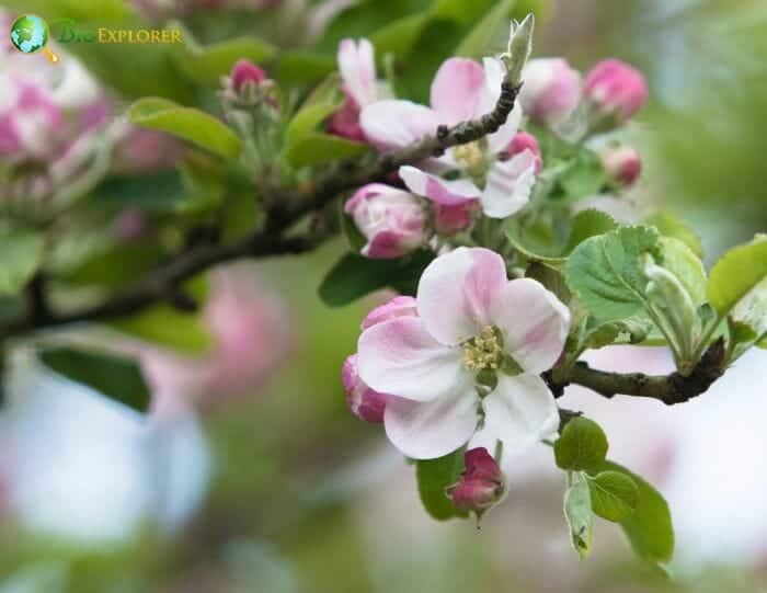 Apple Blossom